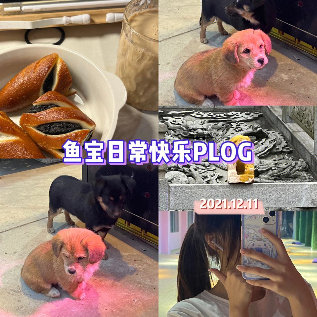 多鱼宝理财(多宝鱼借款入口在哪)