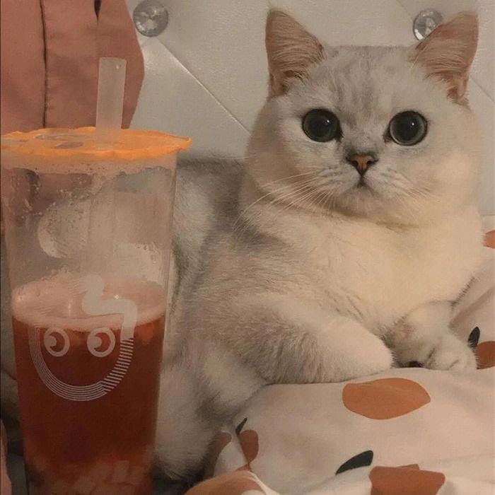理财猫怎么样(理财猫理财可靠吗)
